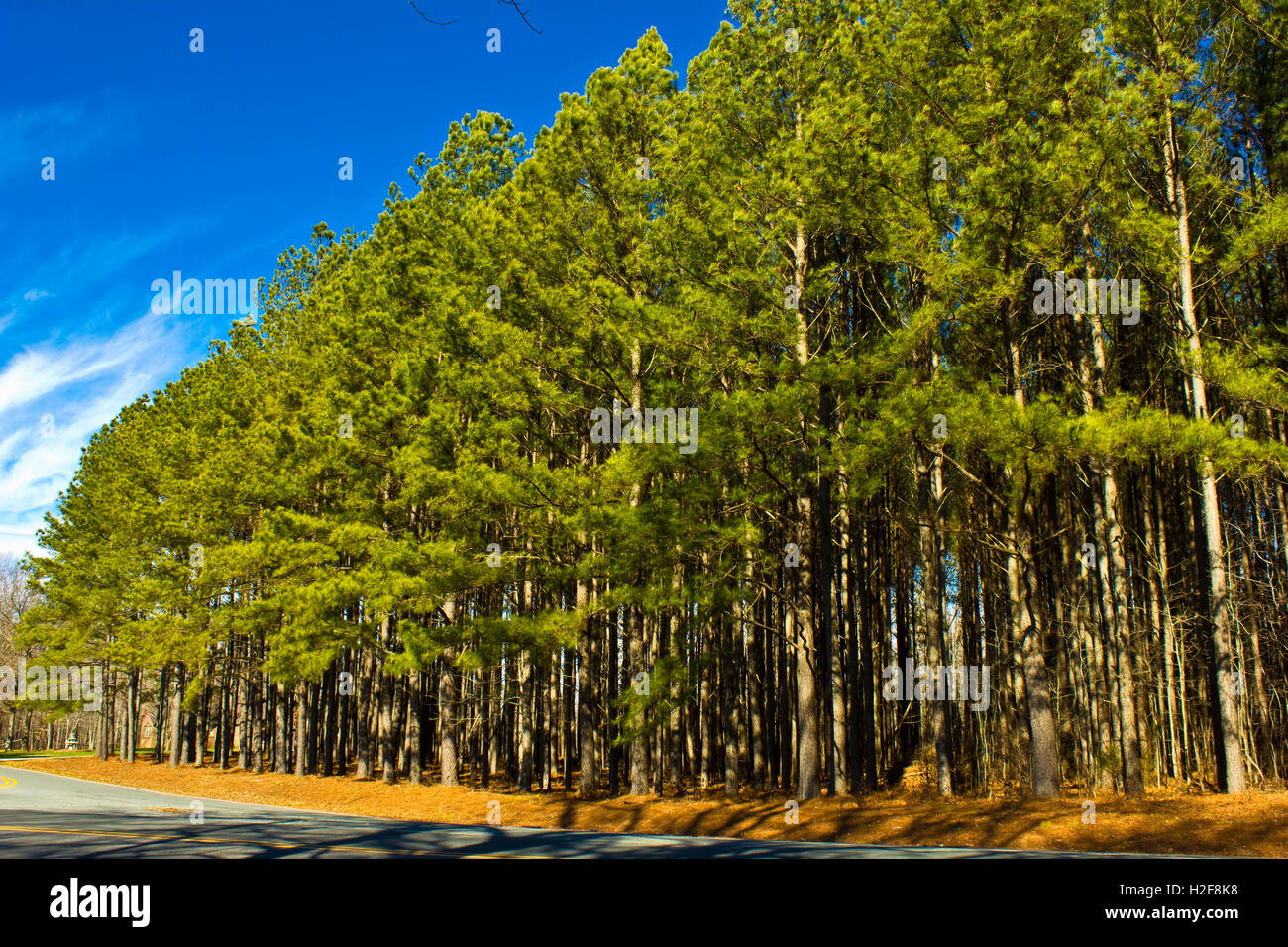 Loblolly Pine Trees against Blue Sky Stock Photo