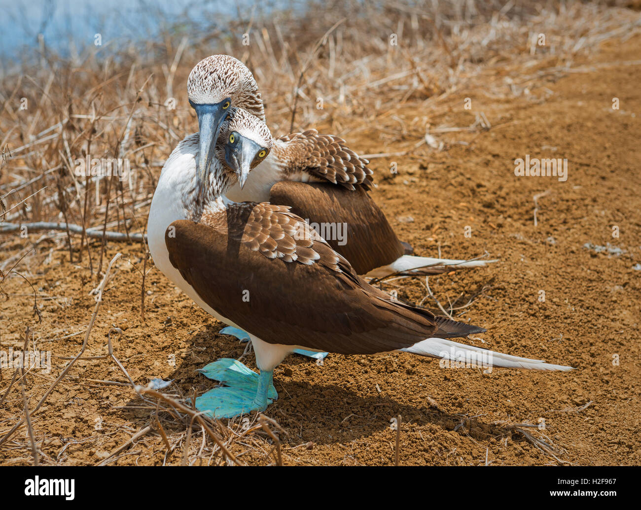 Blue footed boobies (sula nebouxii) hugging during their seduction rite on Espanola Island in the Galapagos, Ecuador. Stock Photo
