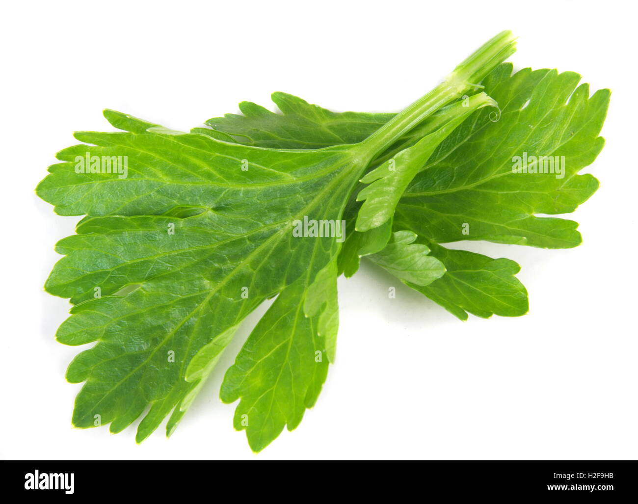celery leaves closeup over white Stock Photo Alamy