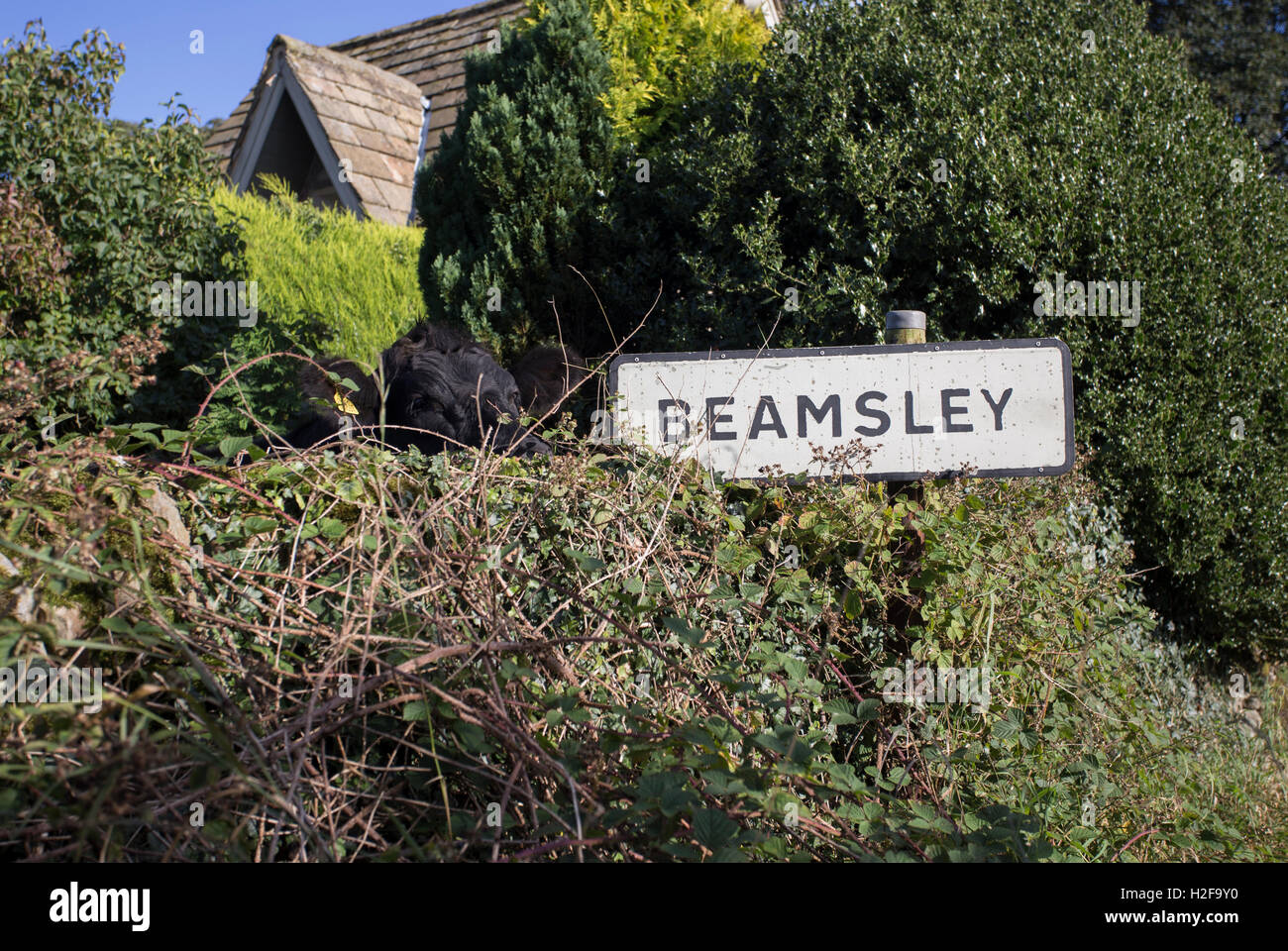Beamsley.A village in North Yorkshire.A cow is stood next to the sign. Stock Photo