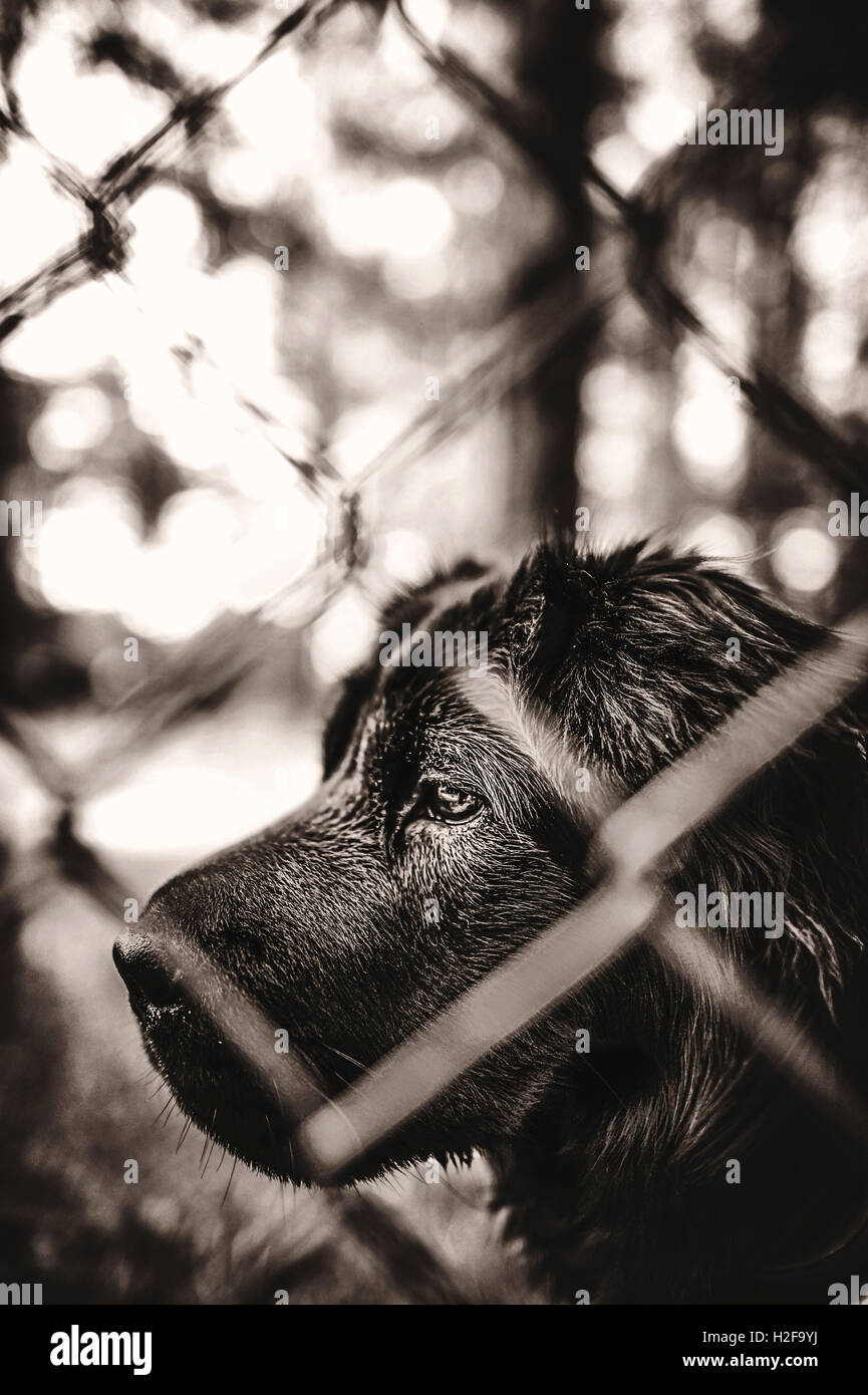 black lovely dog standing behind the wire fence Stock Photo