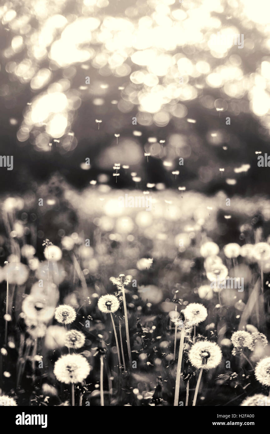 filed full of dandelions with flying seeds Stock Photo