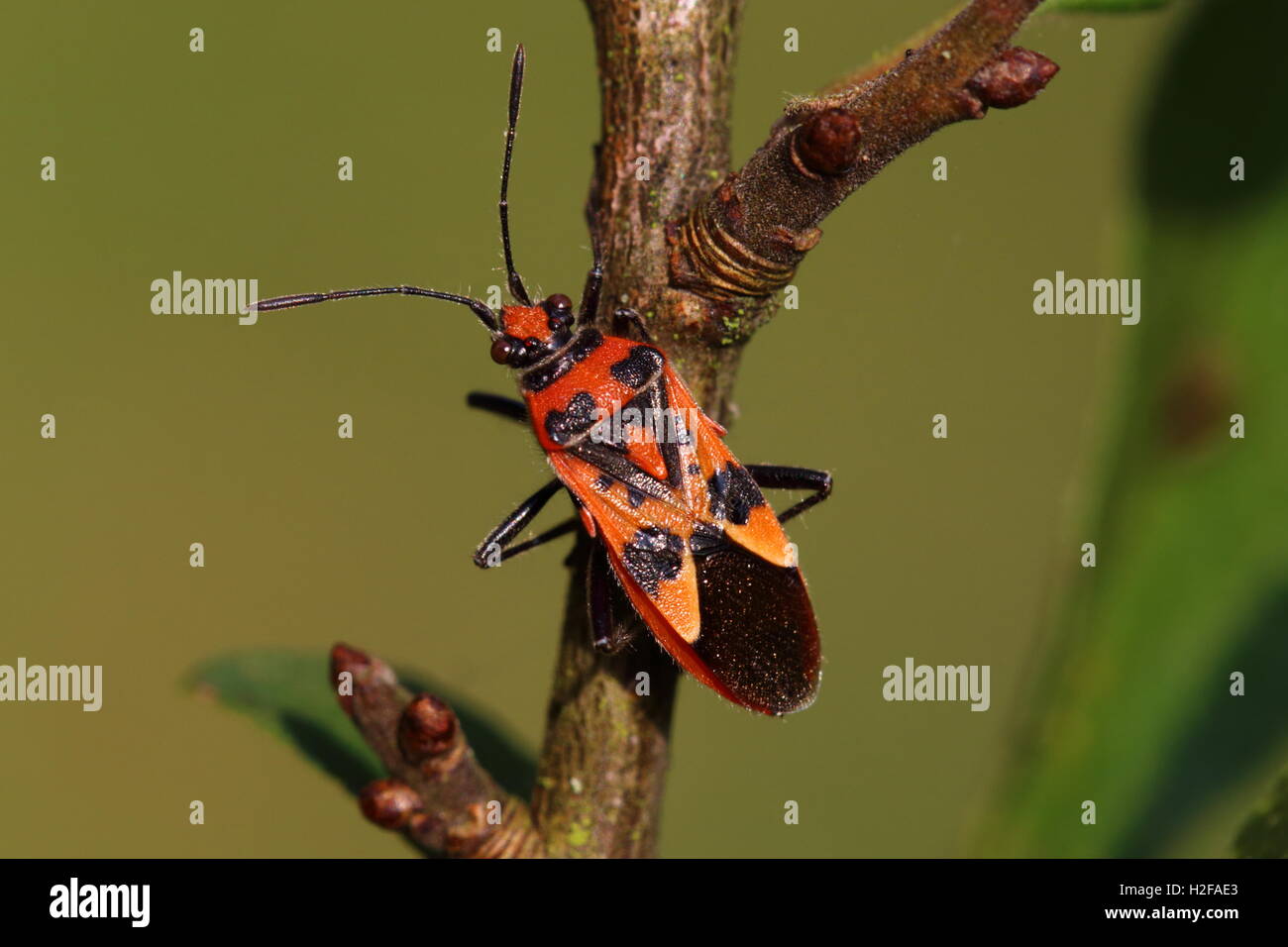 Cinnamon Bug Stock Photo Alamy
