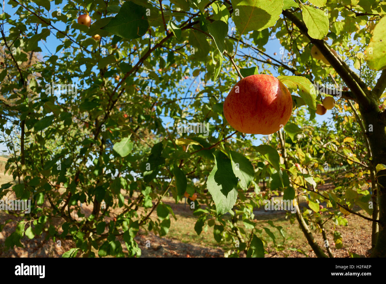 Ripe, beautiful apples on the branches of apple trees Stock Photo - Alamy