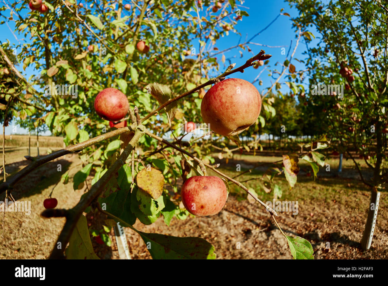 Ripe, beautiful apples on the branches of apple trees Stock Photo - Alamy