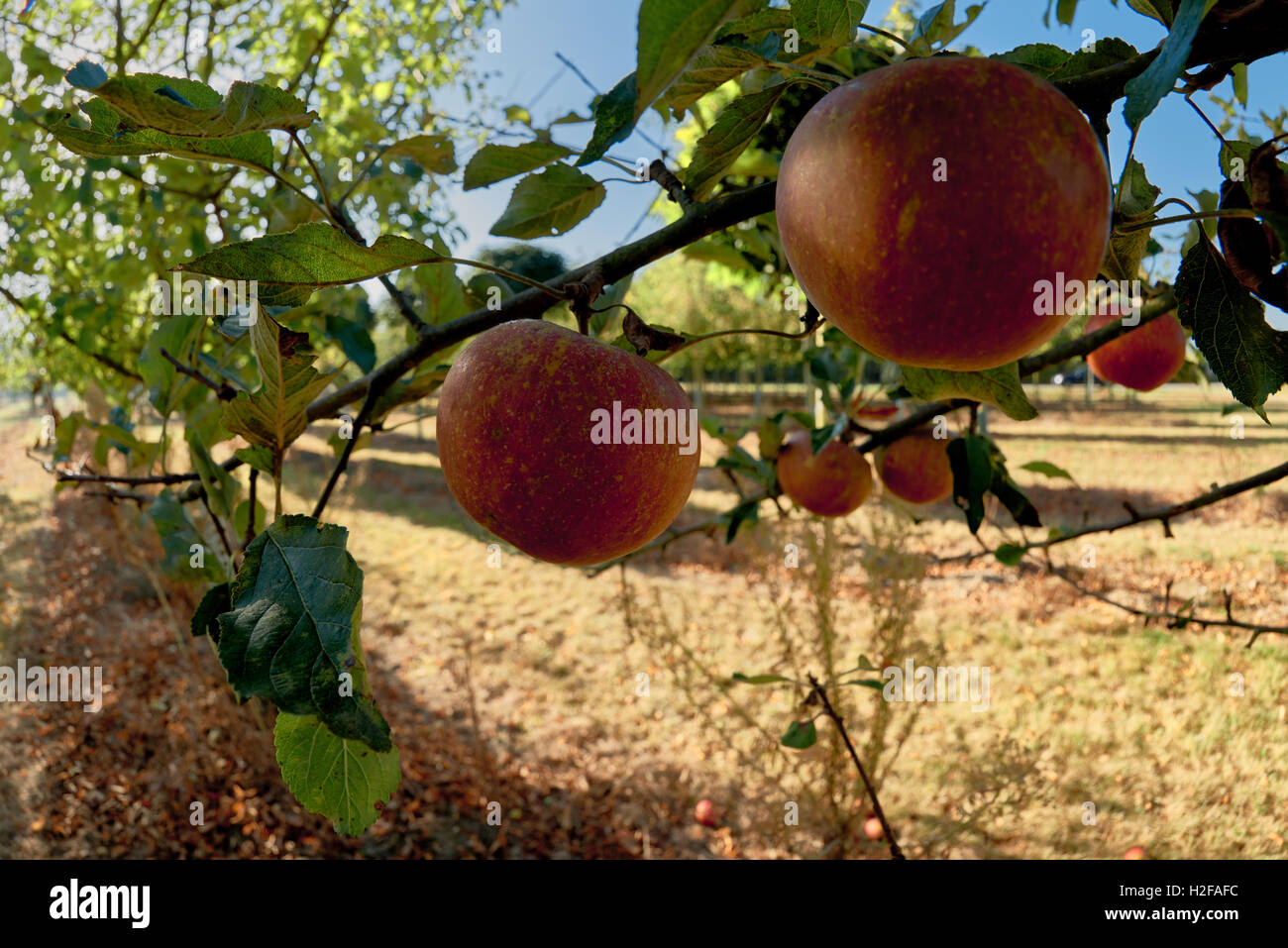 Ripe, beautiful apples on the branches of apple trees Stock Photo - Alamy