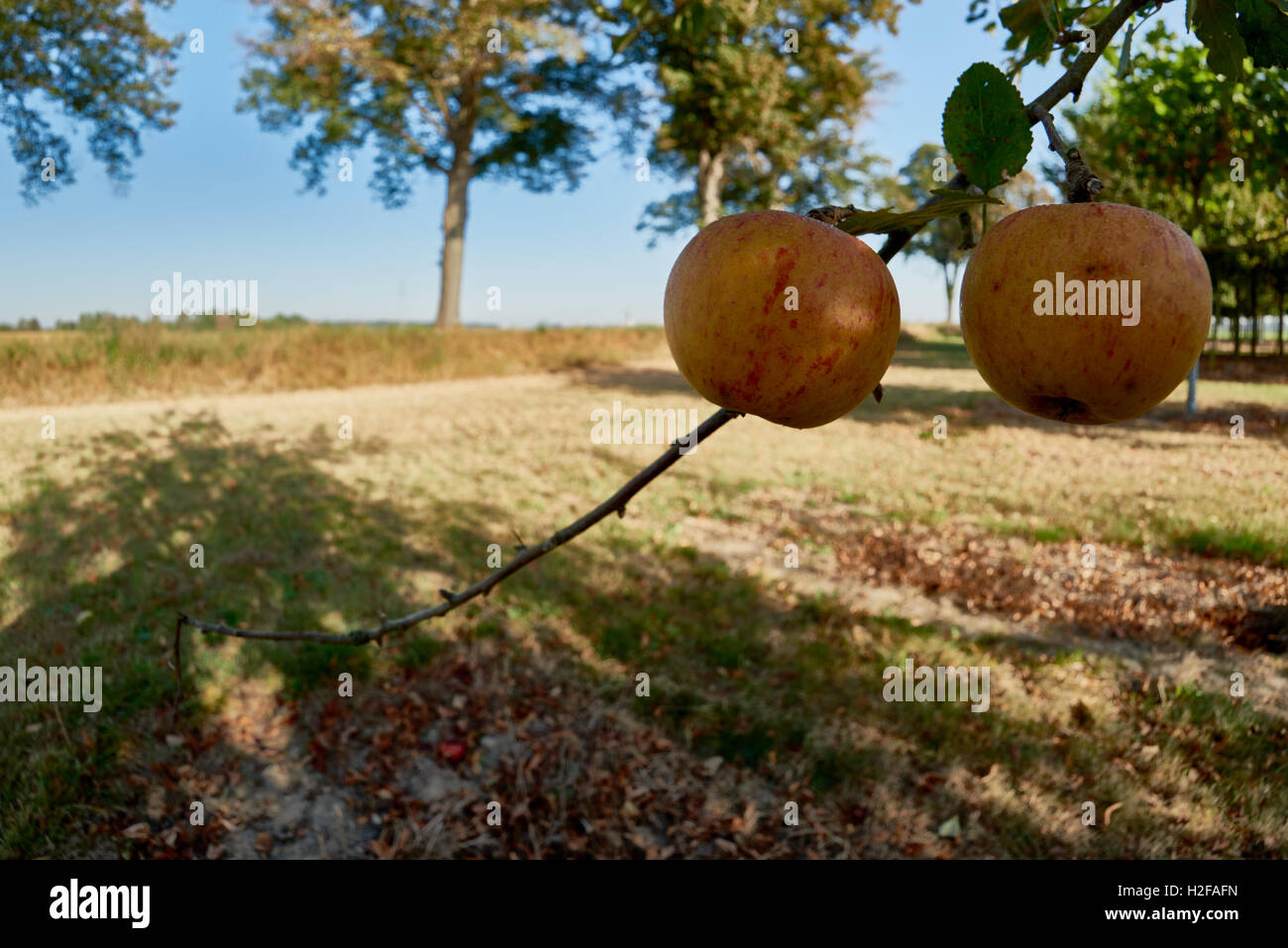 Ripe, beautiful apples on the branches of apple trees Stock Photo - Alamy