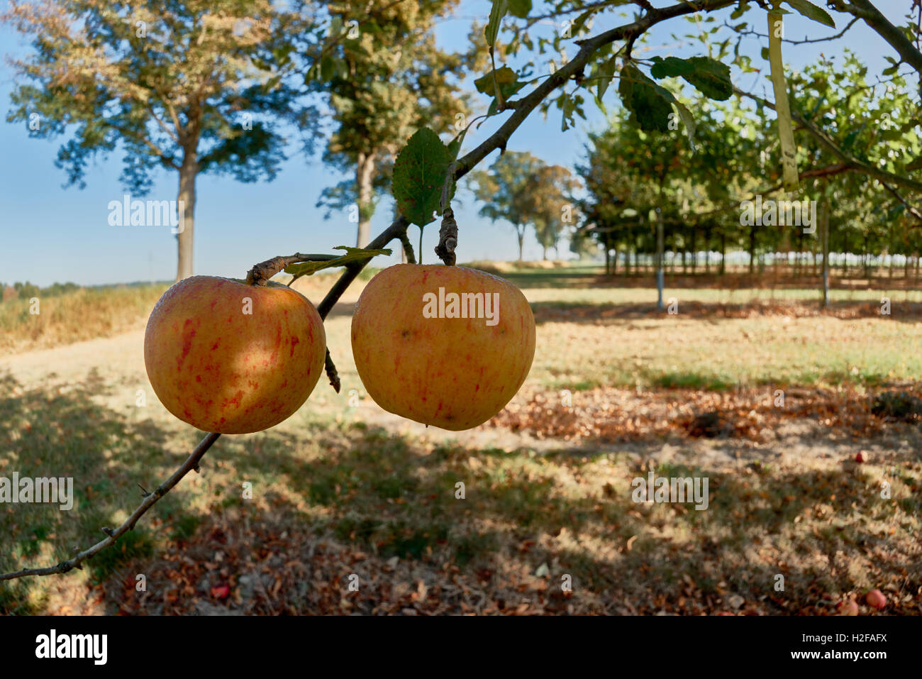 Ripe, beautiful apples on the branches of apple trees Stock Photo - Alamy