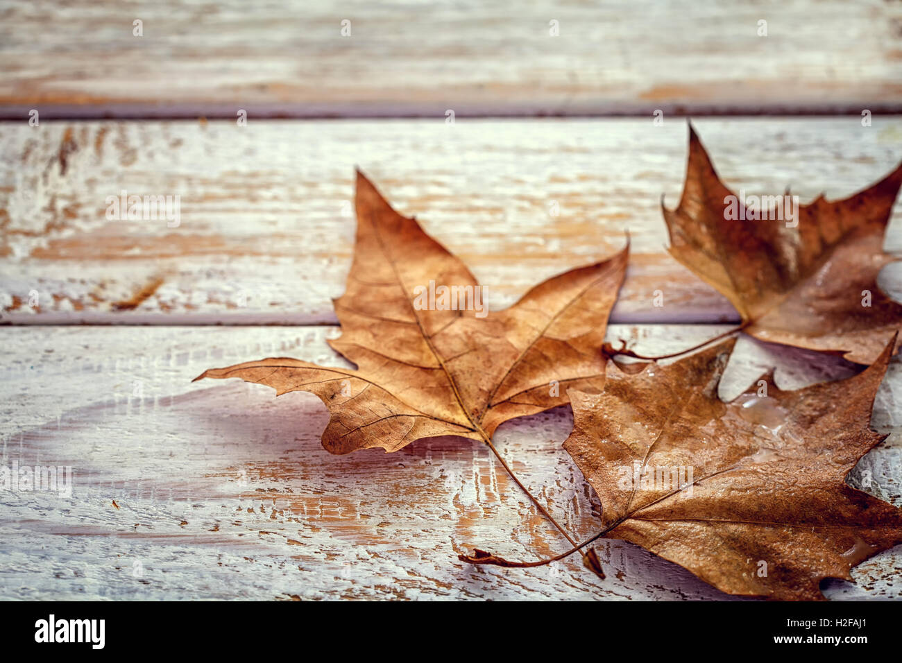 autumn leaves - dry maple leaf on wooden background Stock Photo - Alamy