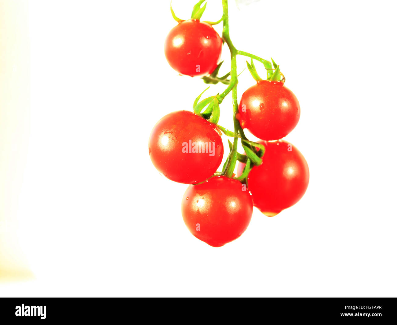 branch of fresh red tomatoes Solanum lycopersicum isolated on the white ...