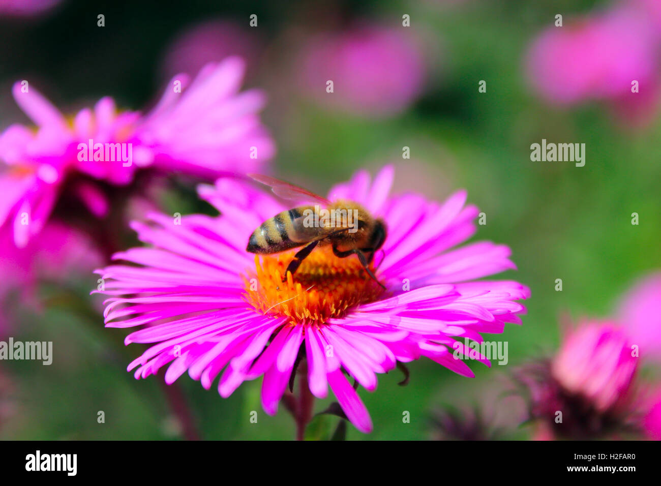 hardworking bee sits on the aster and collects nectar Stock Photo