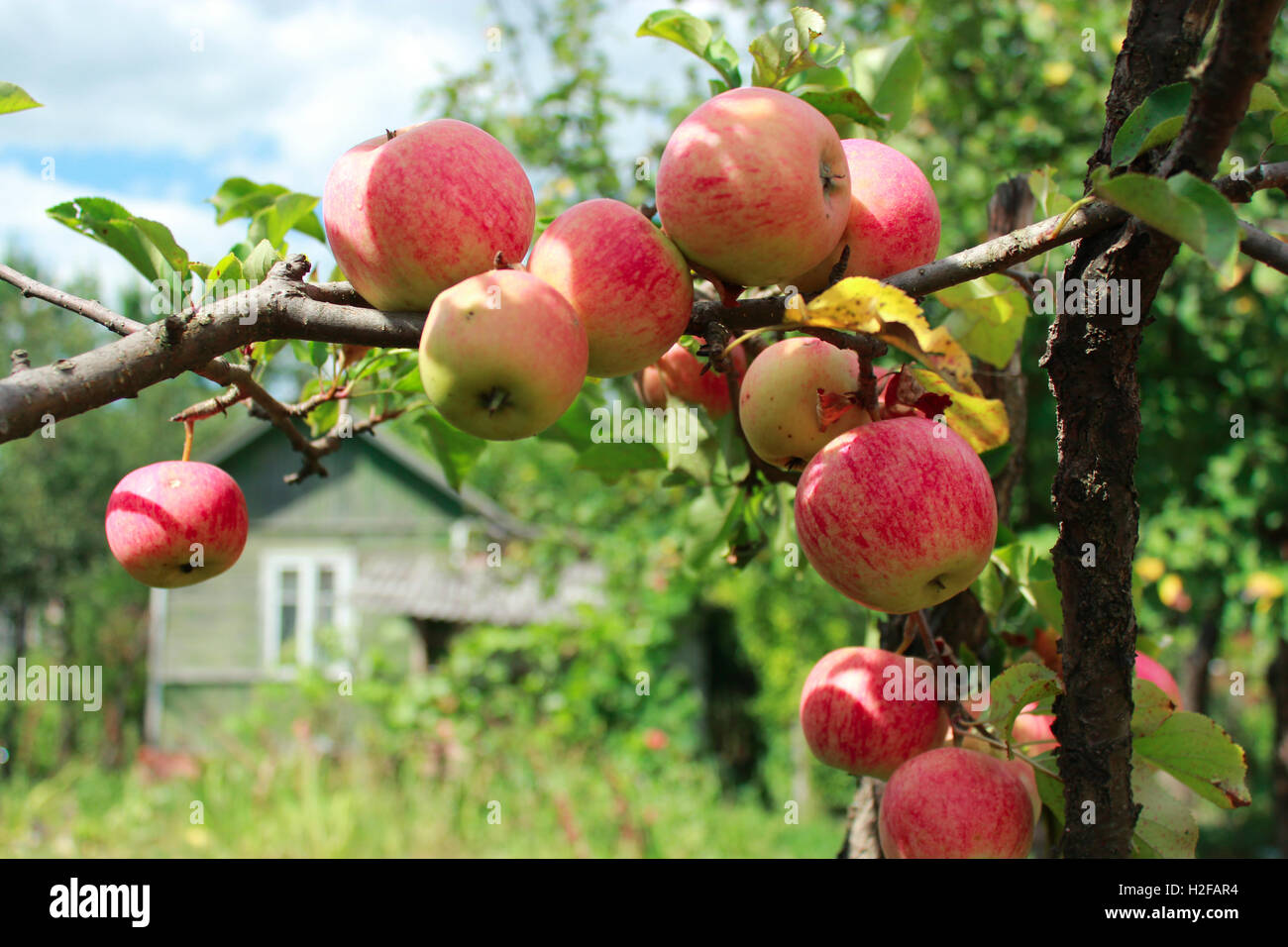 harvest of ripe apples hanging on the branch of tree Stock Photo - Alamy
