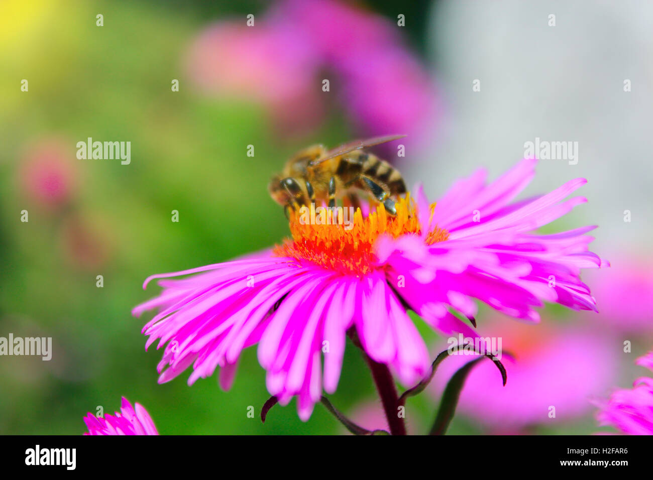 hardworking bee sits on the aster and collects nectar Stock Photo