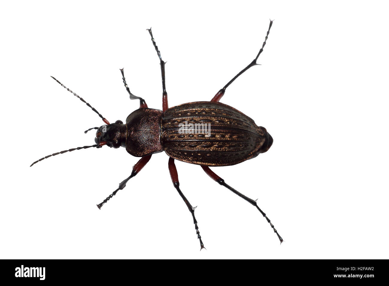 Ground beetle (Carabus granulatus) isolated on white background Stock Photo