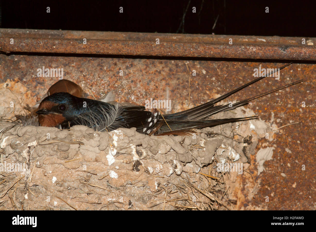 black swallow on nest Stock Photo Alamy black swallow on nest Stock Photo Alamy