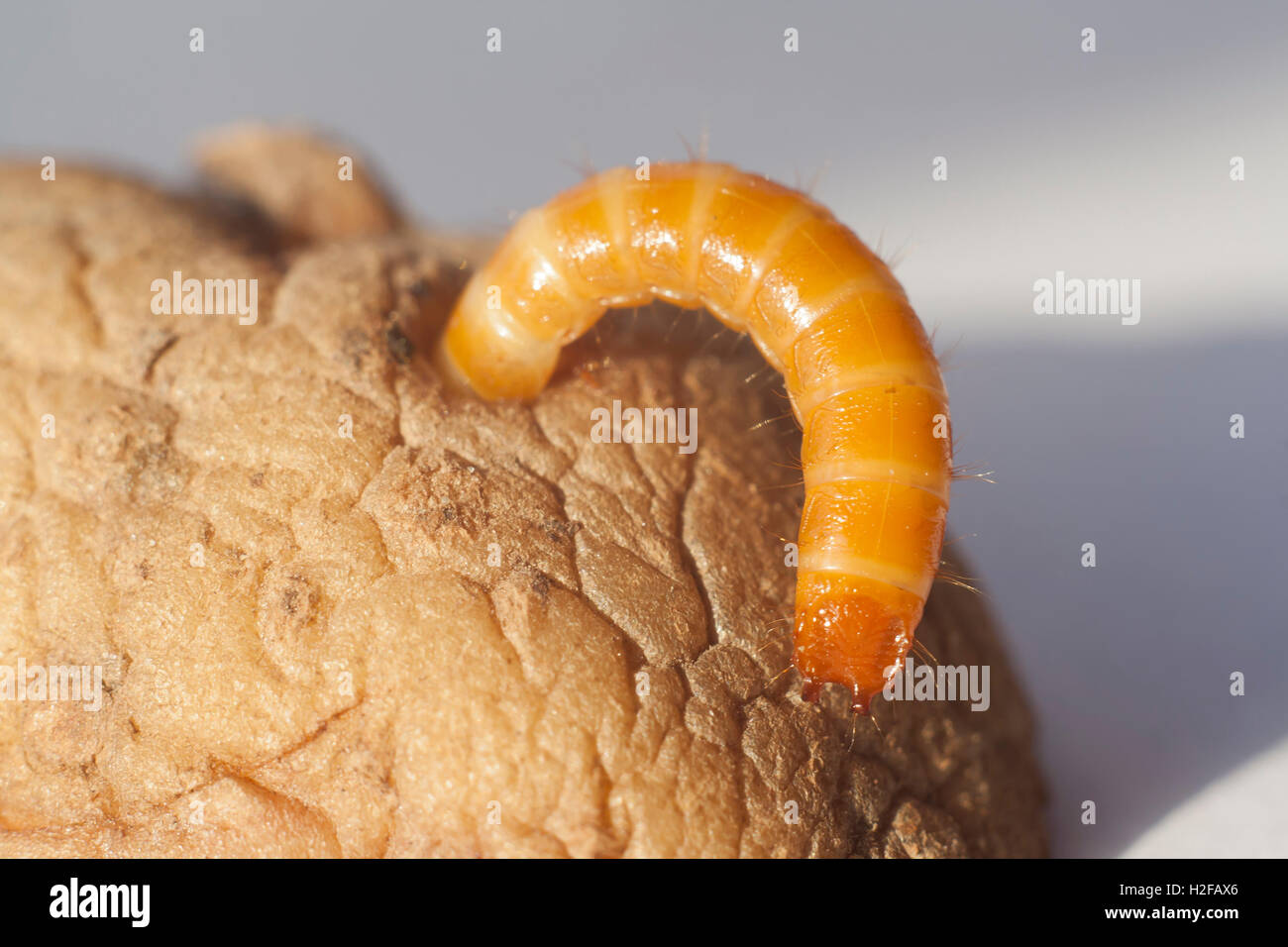 wireworm in potato closeup Stock Photo Alamy