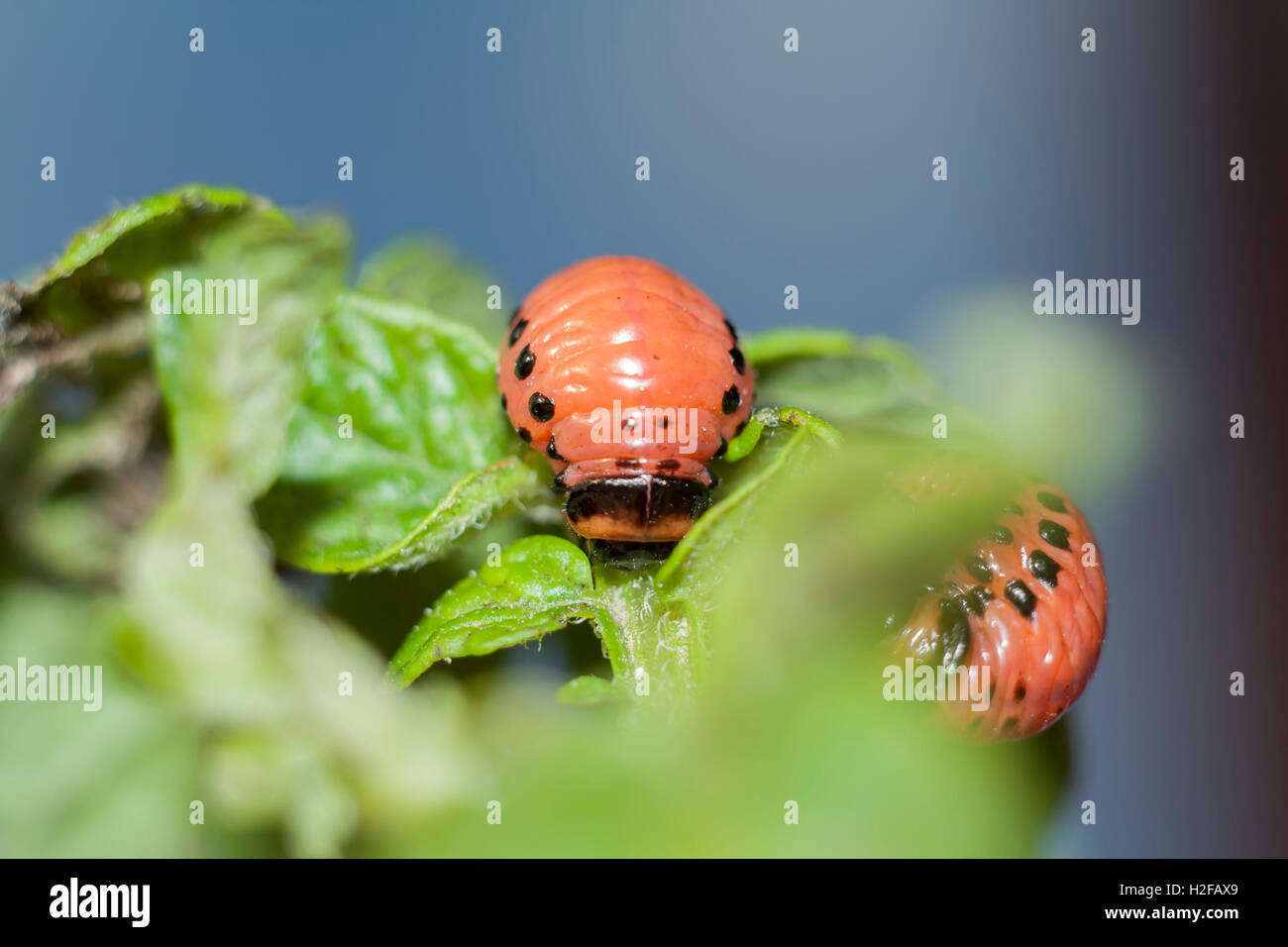 Maggot hi-res stock photography and images - Alamy