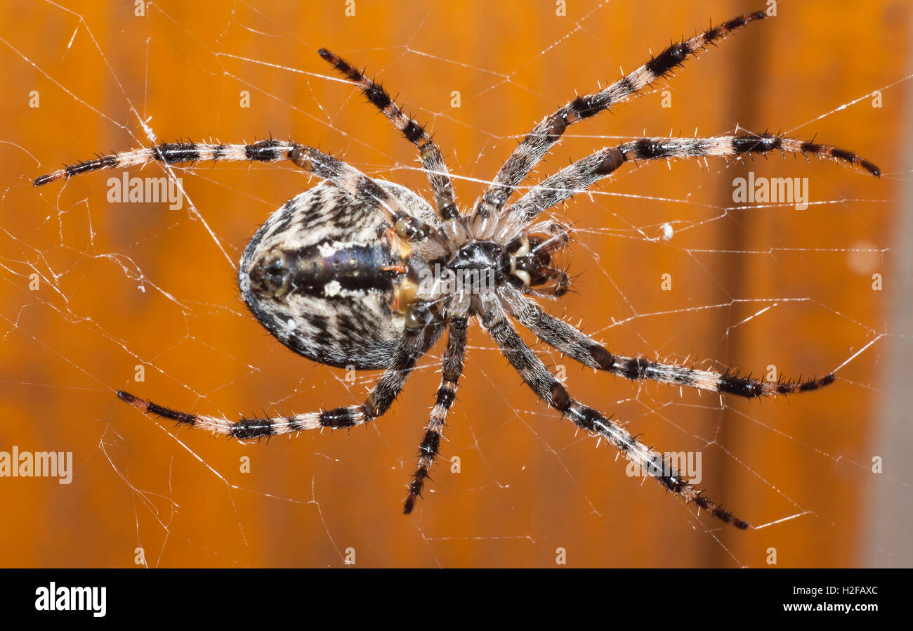 the big brown spider closeup Stock Photo