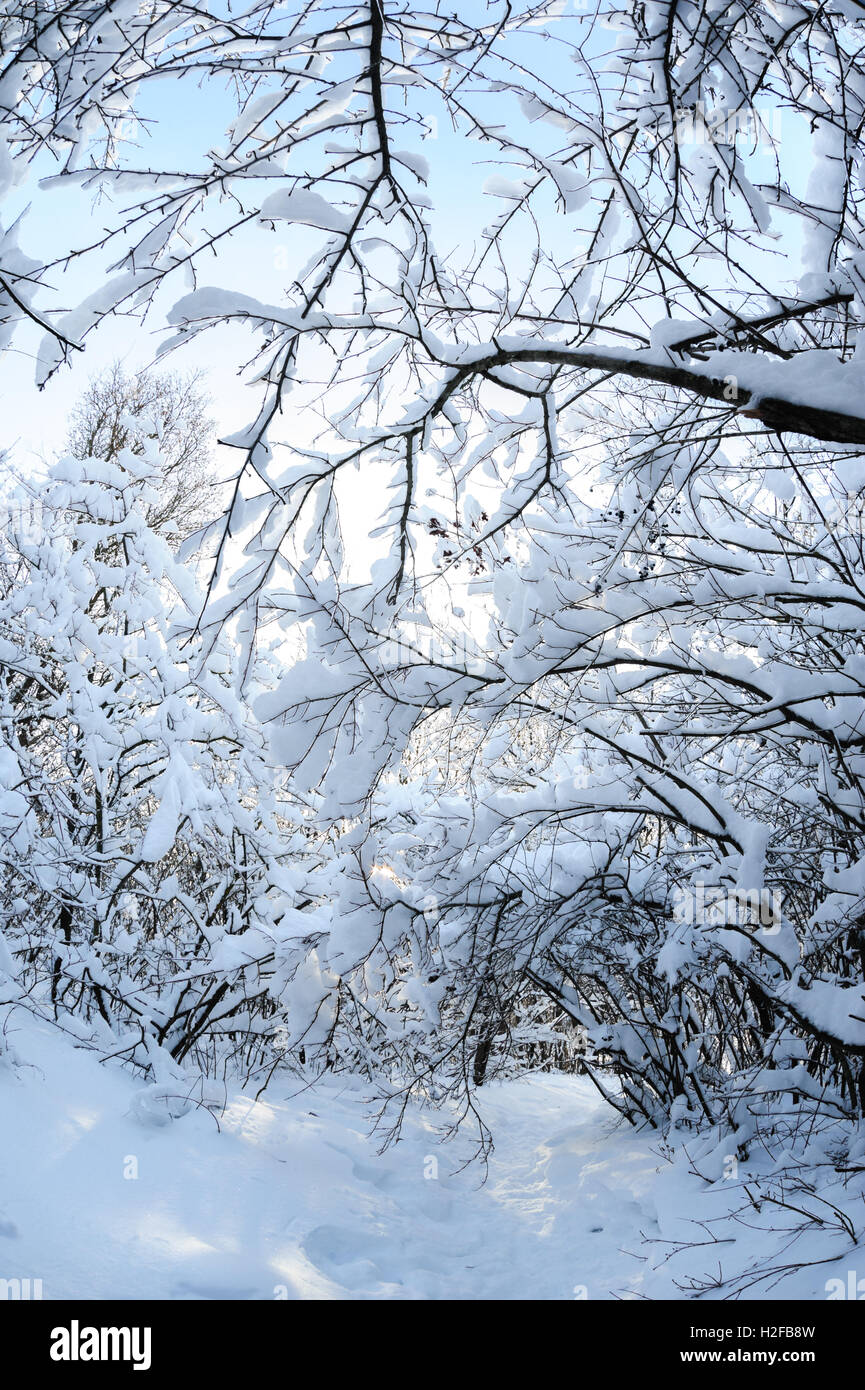 Snow in the forest Stock Photo Alamy