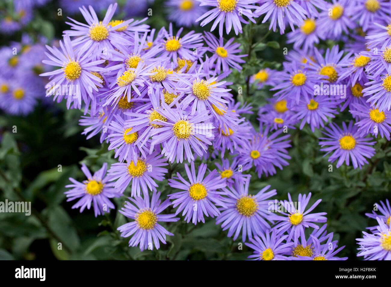 Aster amelius 'King George' Stock Photo