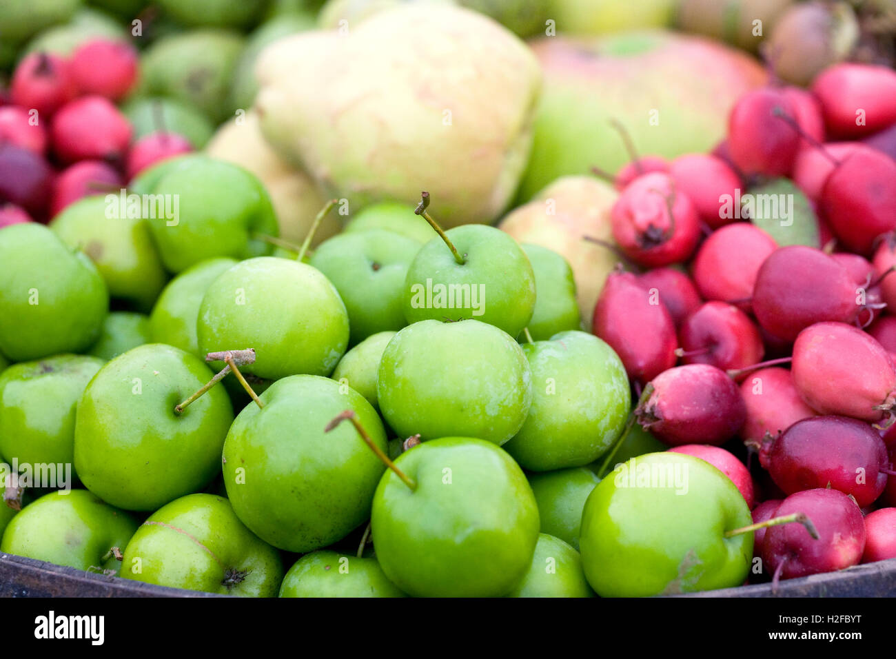 Autumn fruits. Stock Photo