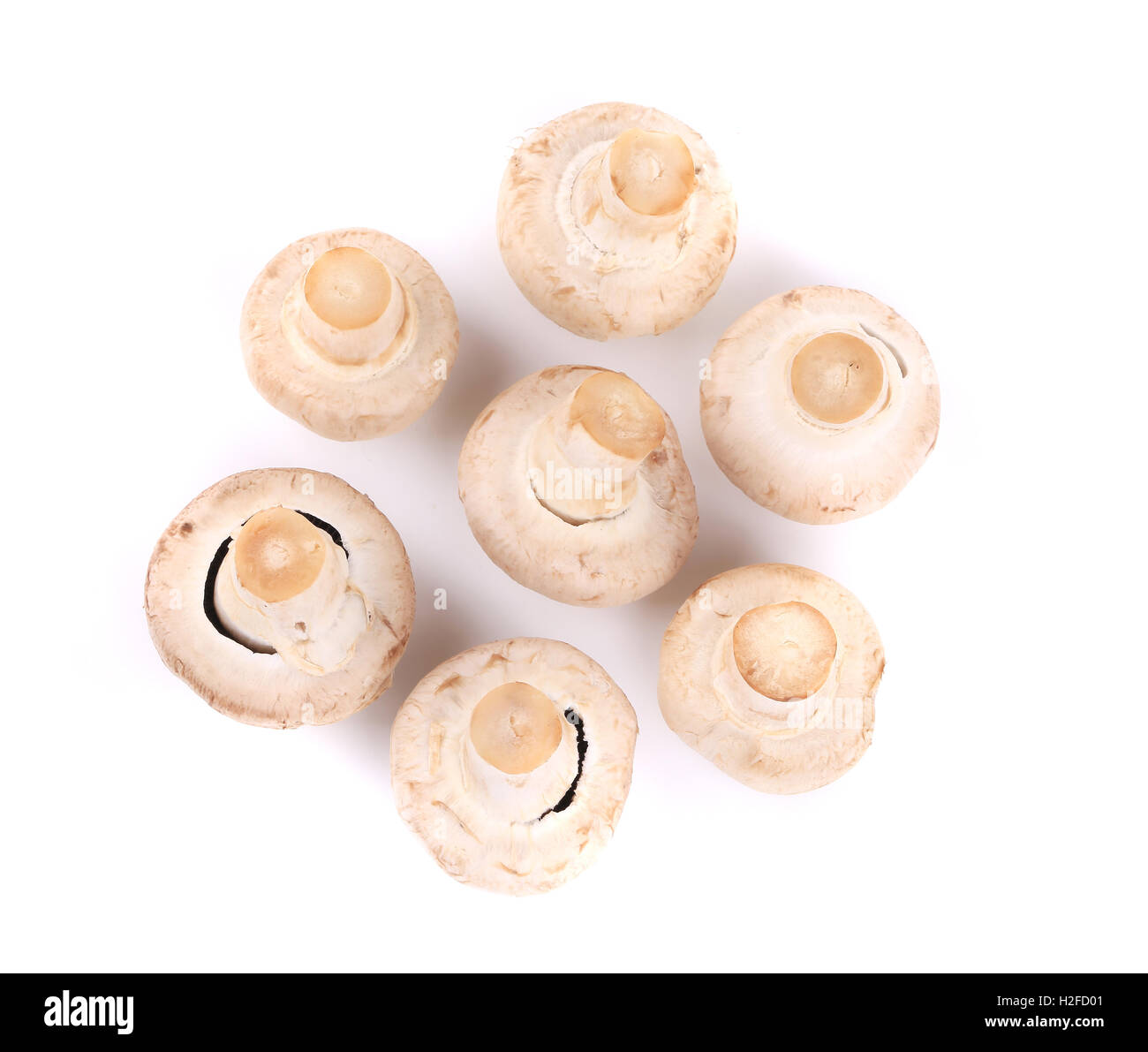 Bunch of white mushrooms close up. Stock Photo