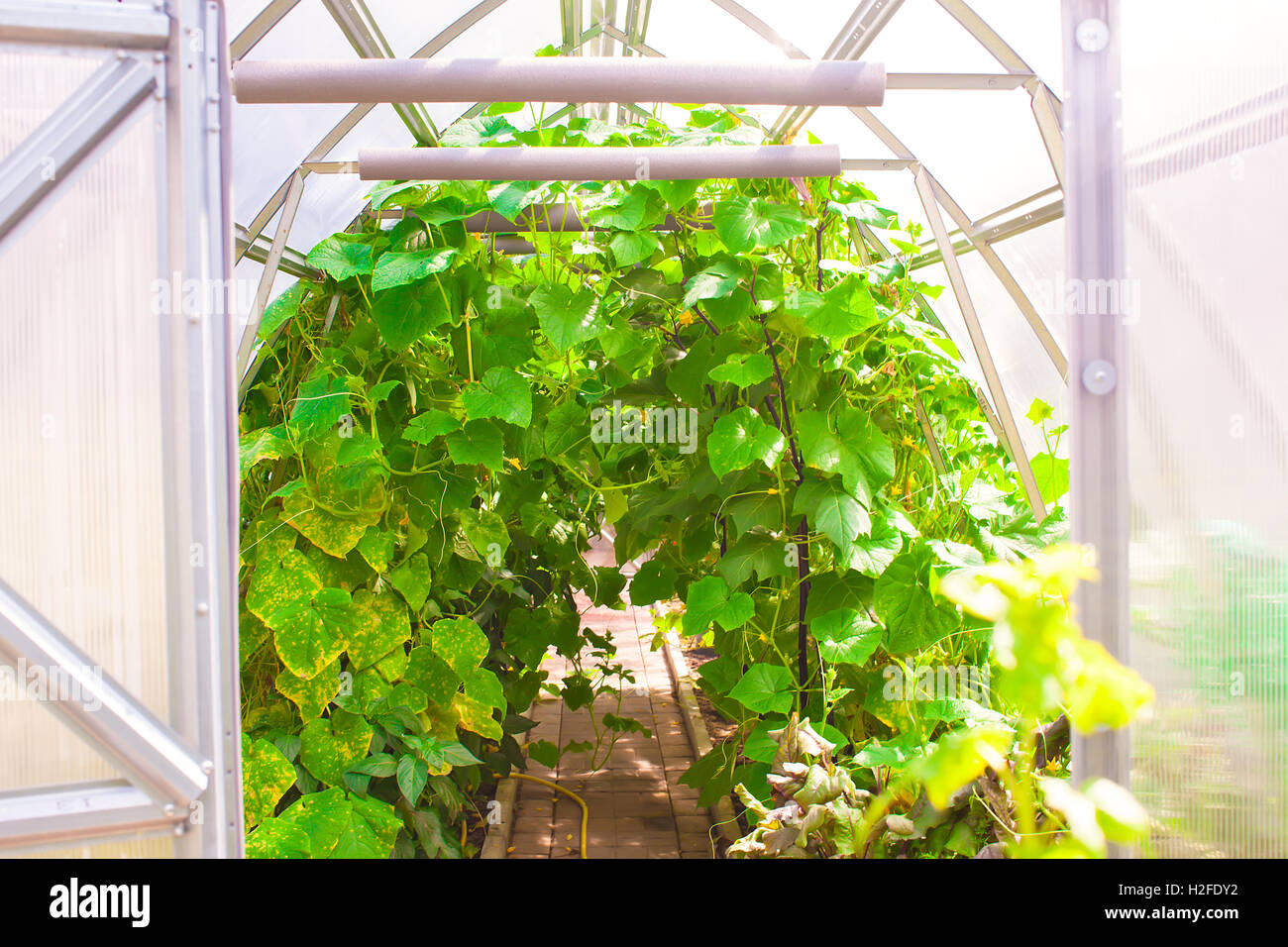 Film greenhouse interior spring hi-res stock photography and images - Alamy