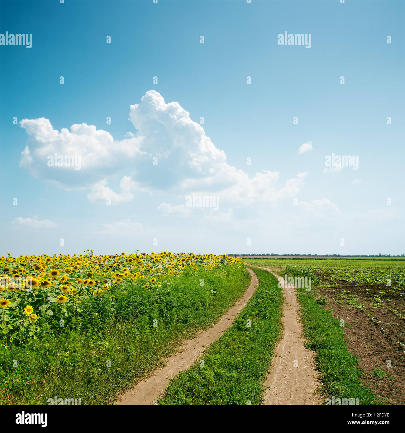 dirty road to horizon in agriculture fields and clouds over it Stock ...