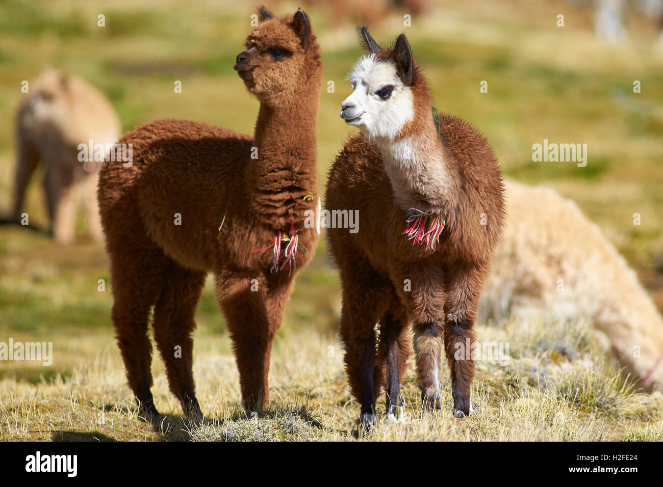 Baby Alpaca (Lama pacos) Stock Photo