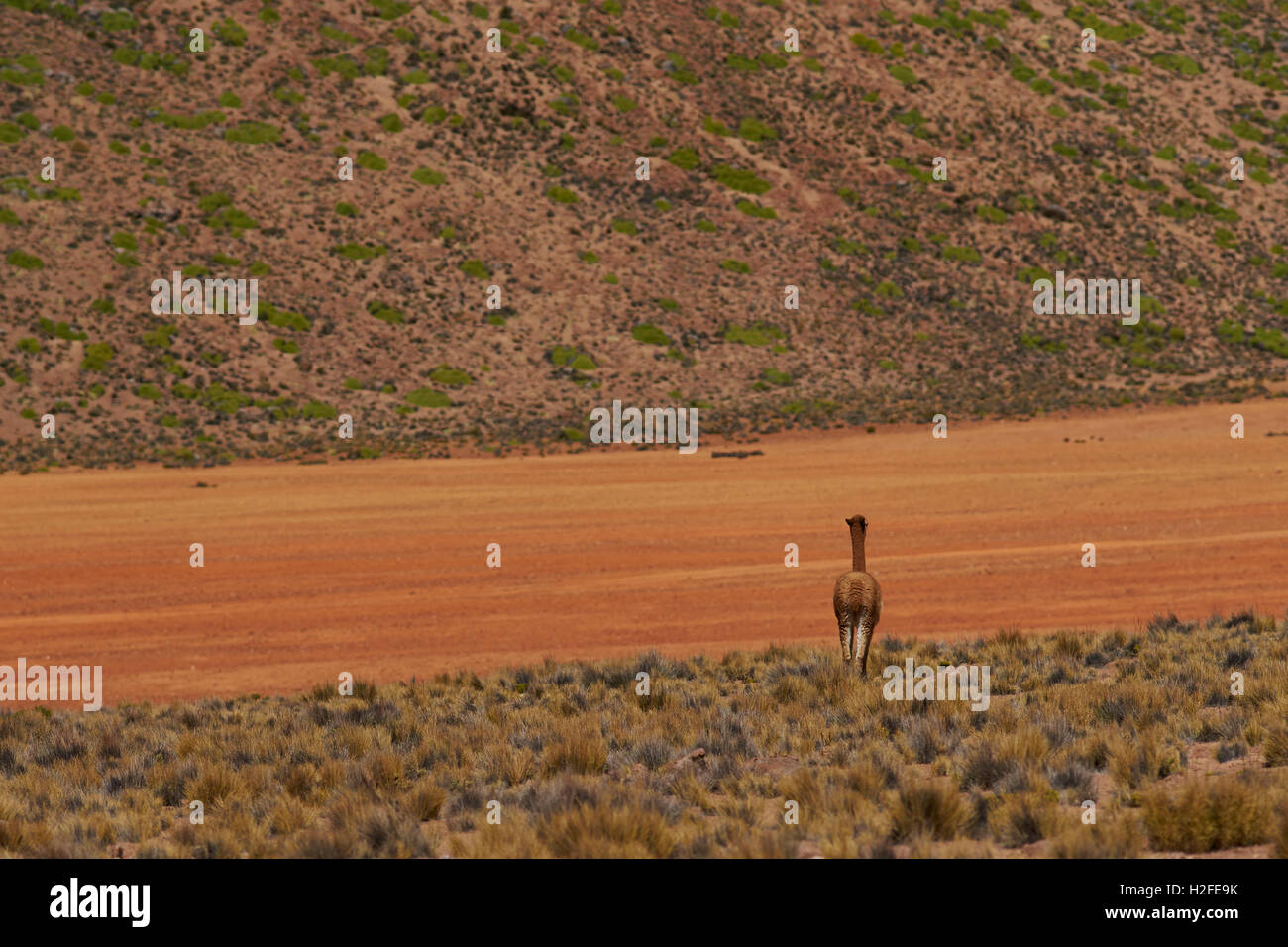 Vicuna on the Altiplano Stock Photo