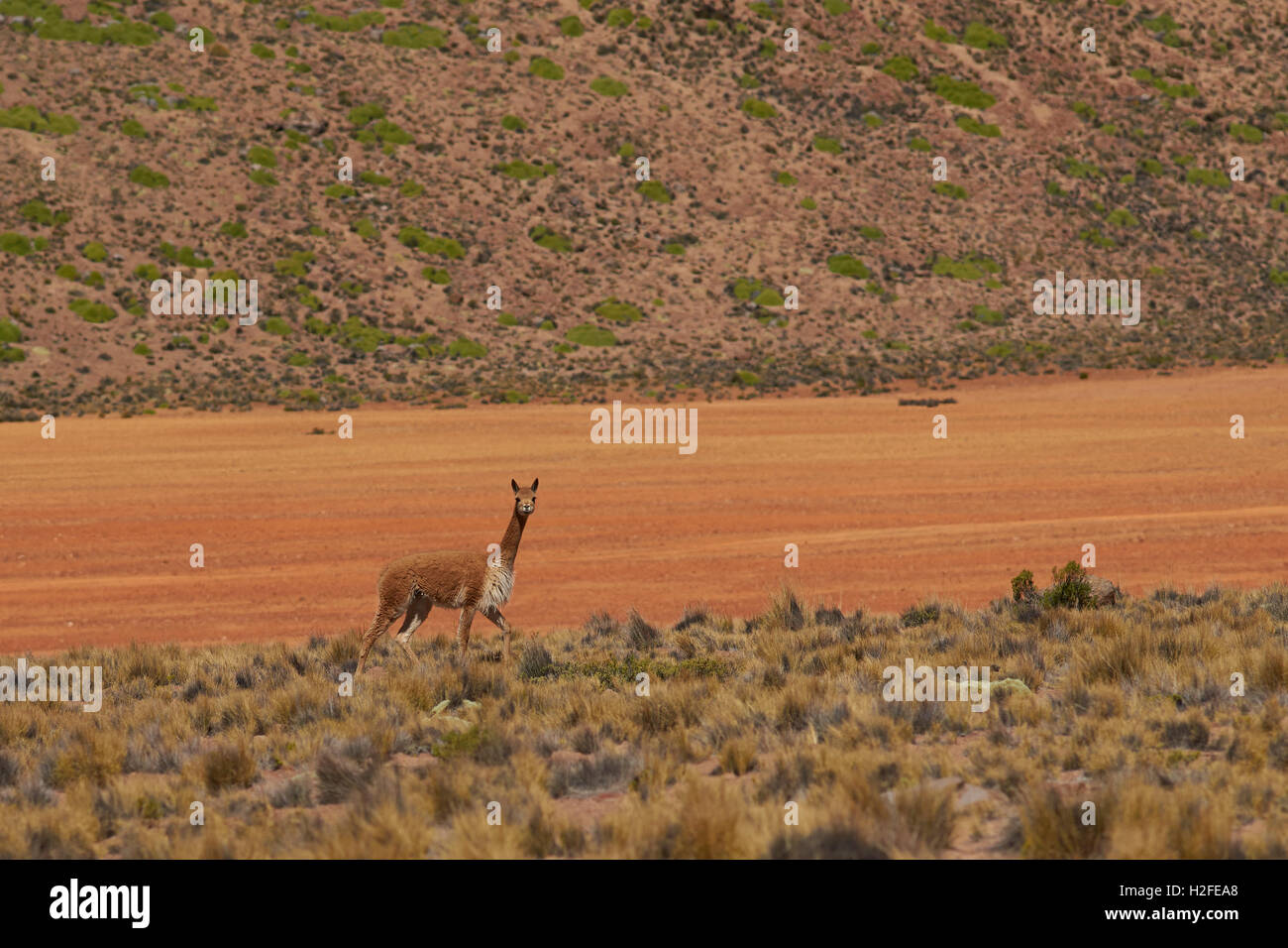 Vicuna on the Altiplano Stock Photo