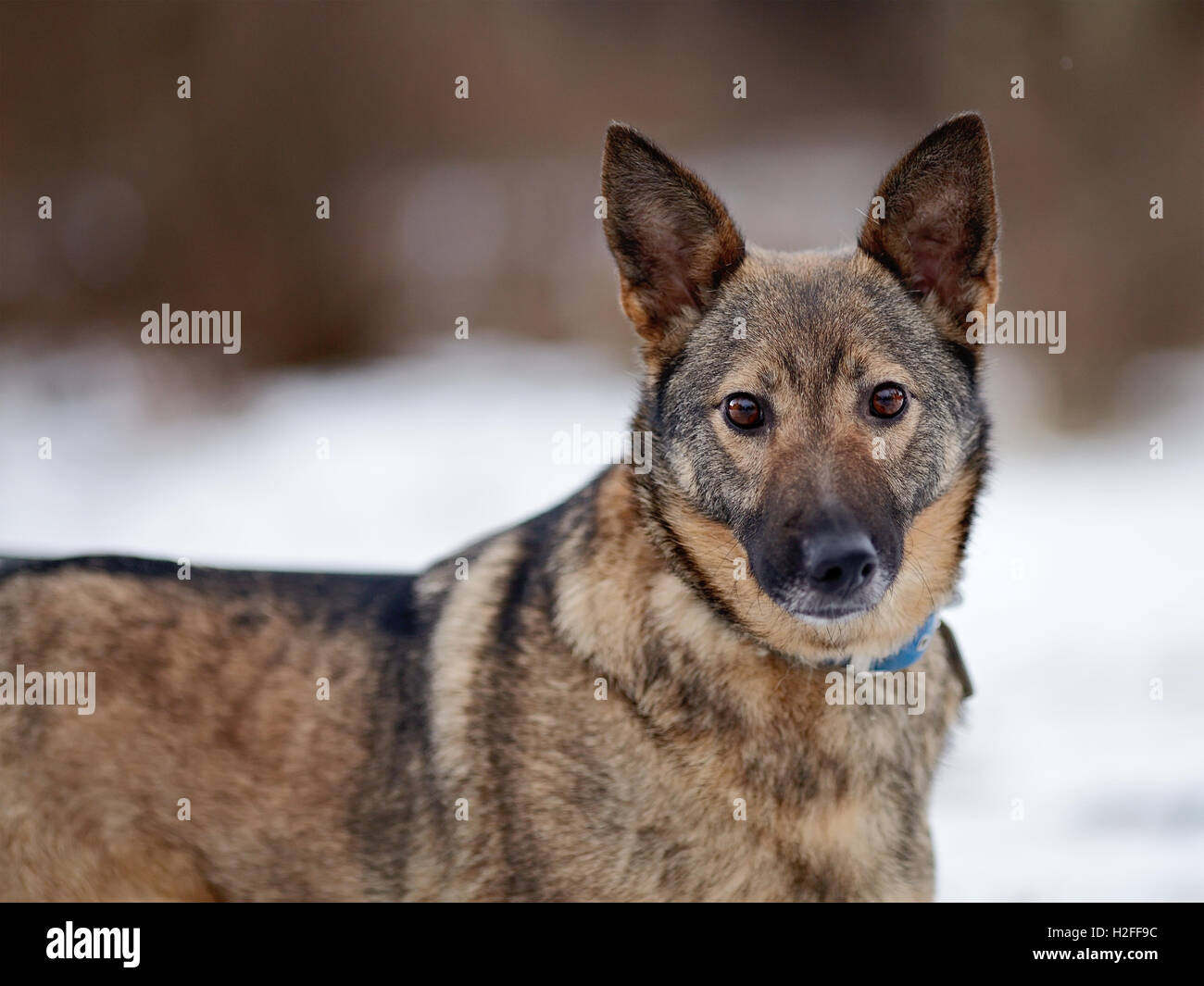 Portrait of a dog Stock Photo - Alamy