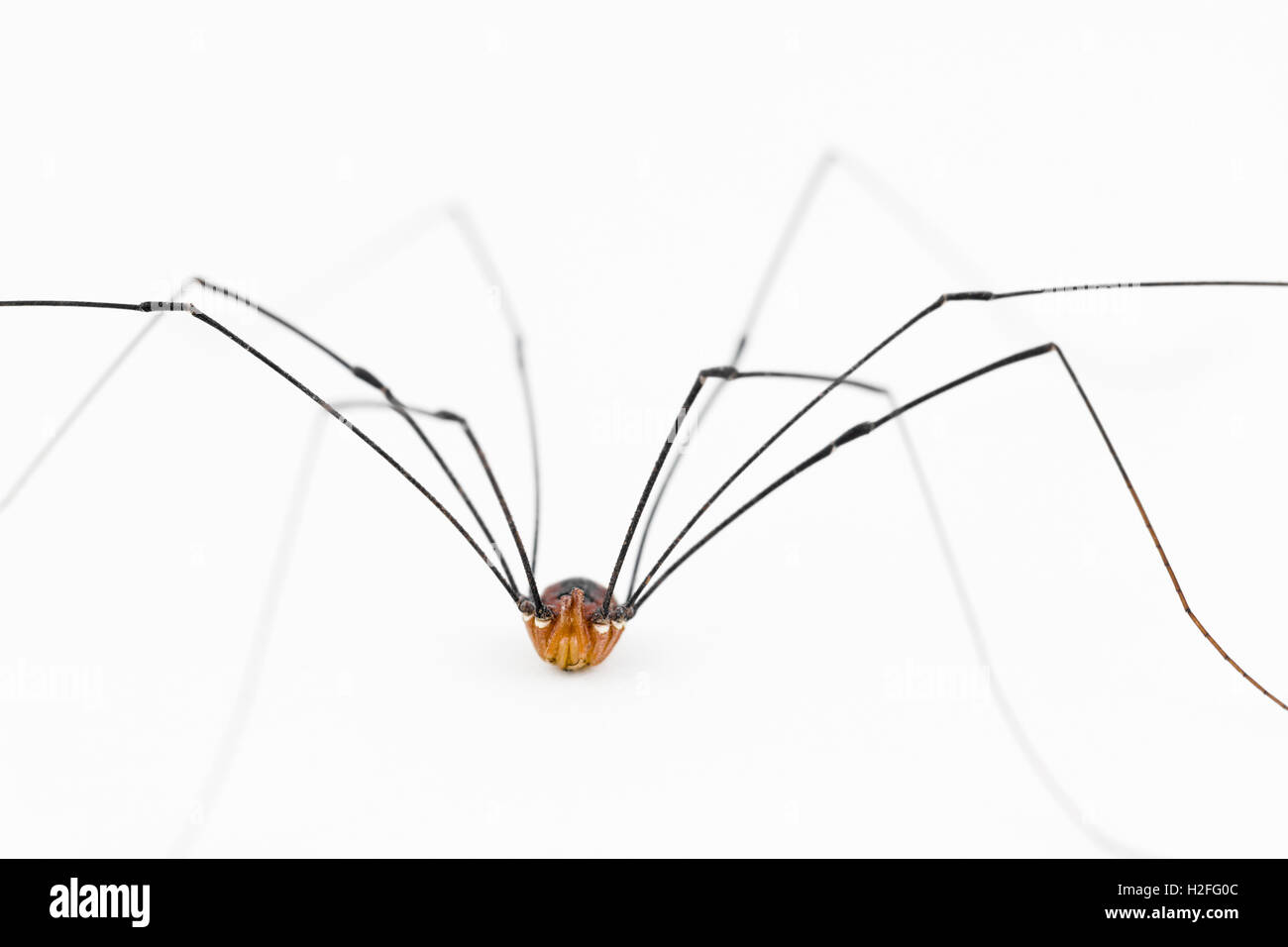 This opiliones is an arachnid but not a spider.  It has a fused body with 8 legs. Close up of frontal body parts. Stock Photo