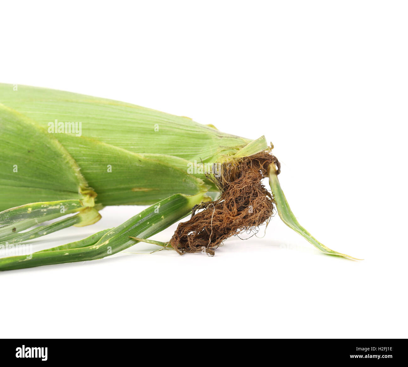 Fresh corn ear Stock Photo Alamy