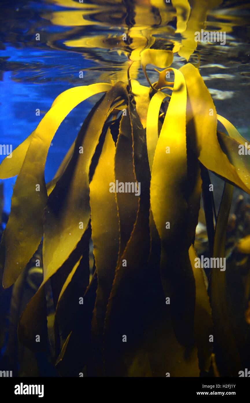 Underwater Aquaium Stock Photo