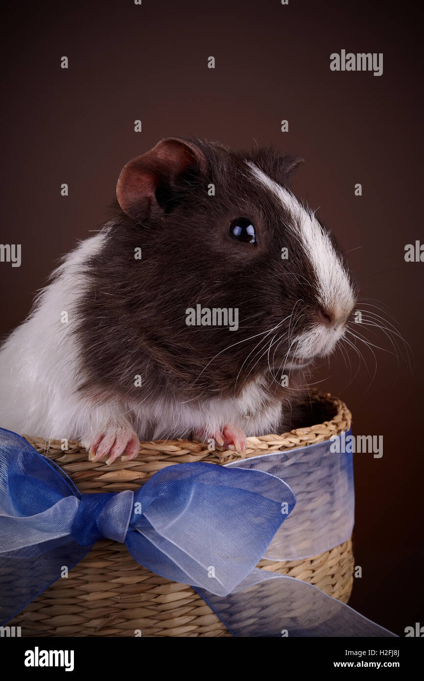 Guinea pig in a basket with a bow Stock Photo Alamy