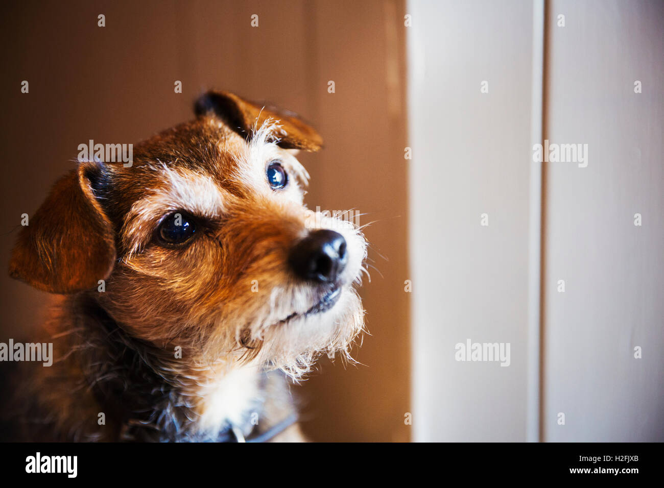 A small terrier dog looking up alert and inquisitive. Stock Photo