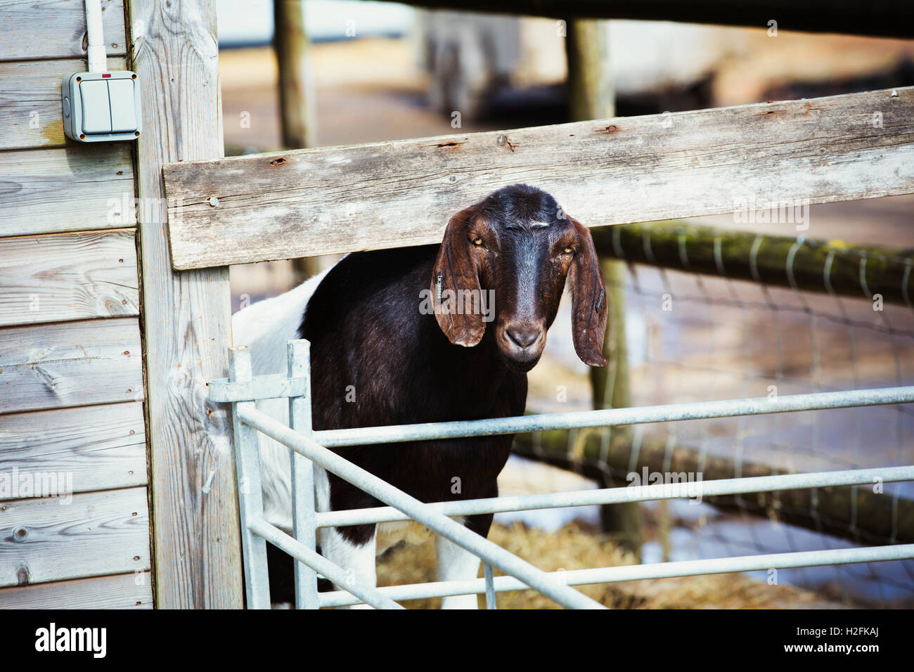 Brown goat standing in an outdoor enclosure, looking at camera. Stock Photo