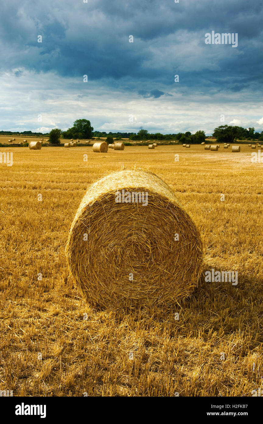 Bales of straw in a field full of stubble Stock Photo - Alamy