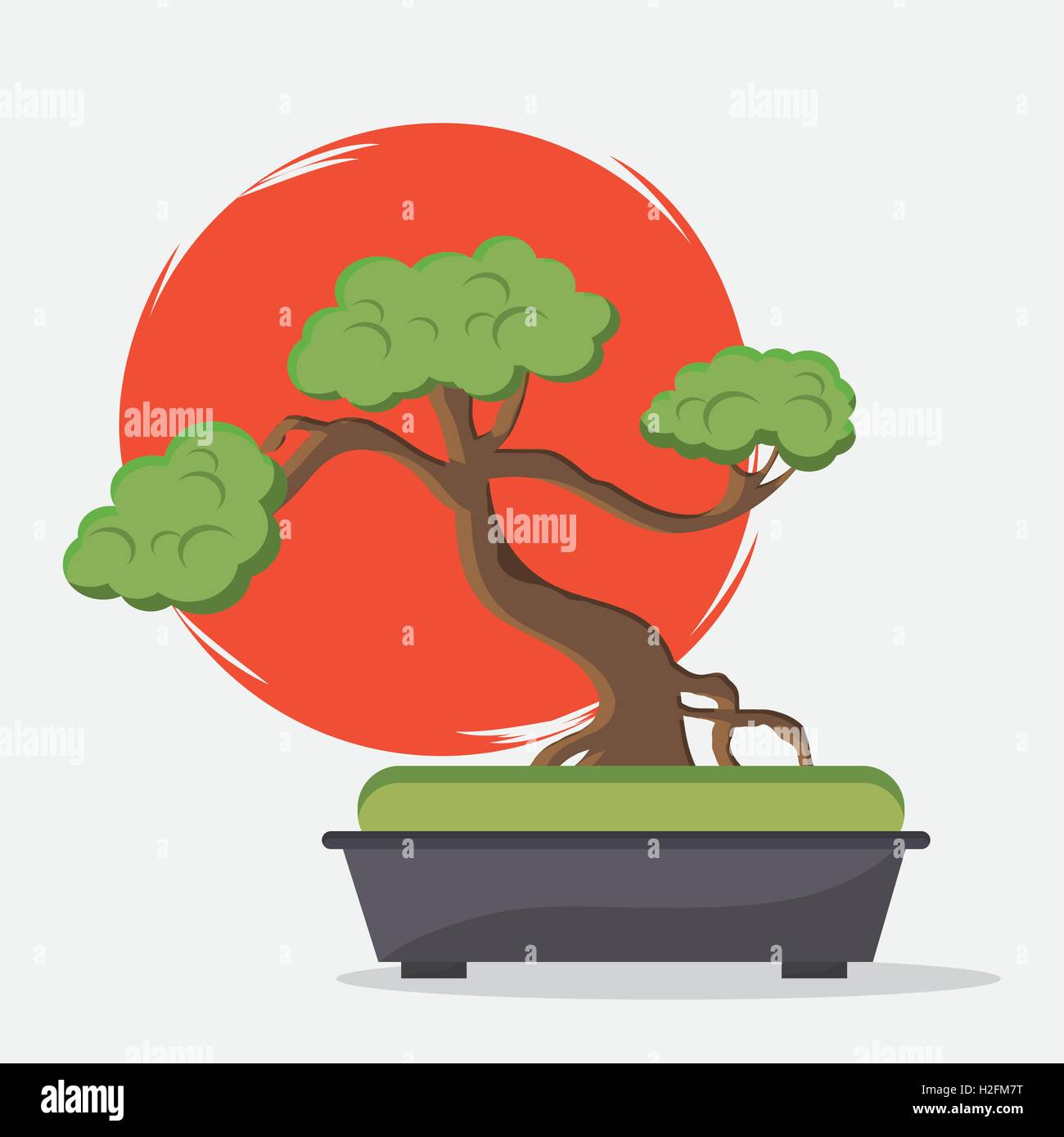 money tree for sale Money Tree Plant with Planter - Small (12