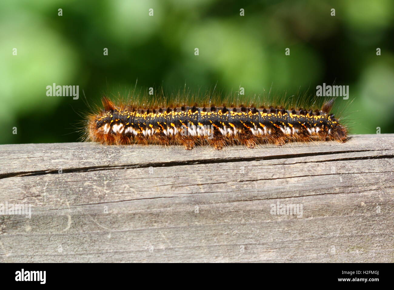 Drinker Moth Caterpillar Stock Photo