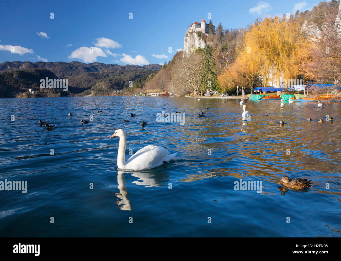 Swan on Bled lake  in Slovenia Stock Photo