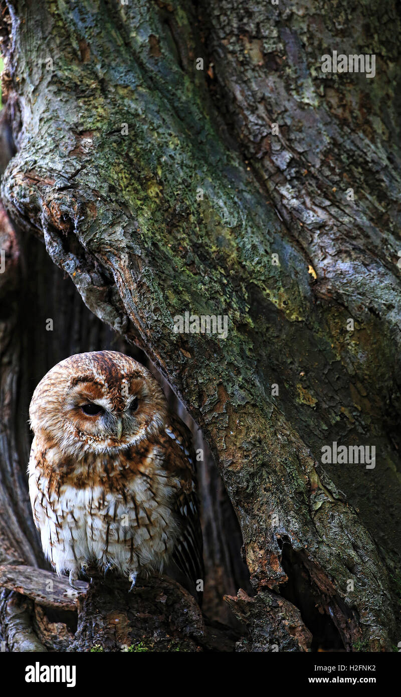 Image of a Tawny Owl taken at the British Wildlife Centre. The Owl was out and active during an experience day. Stock Photo