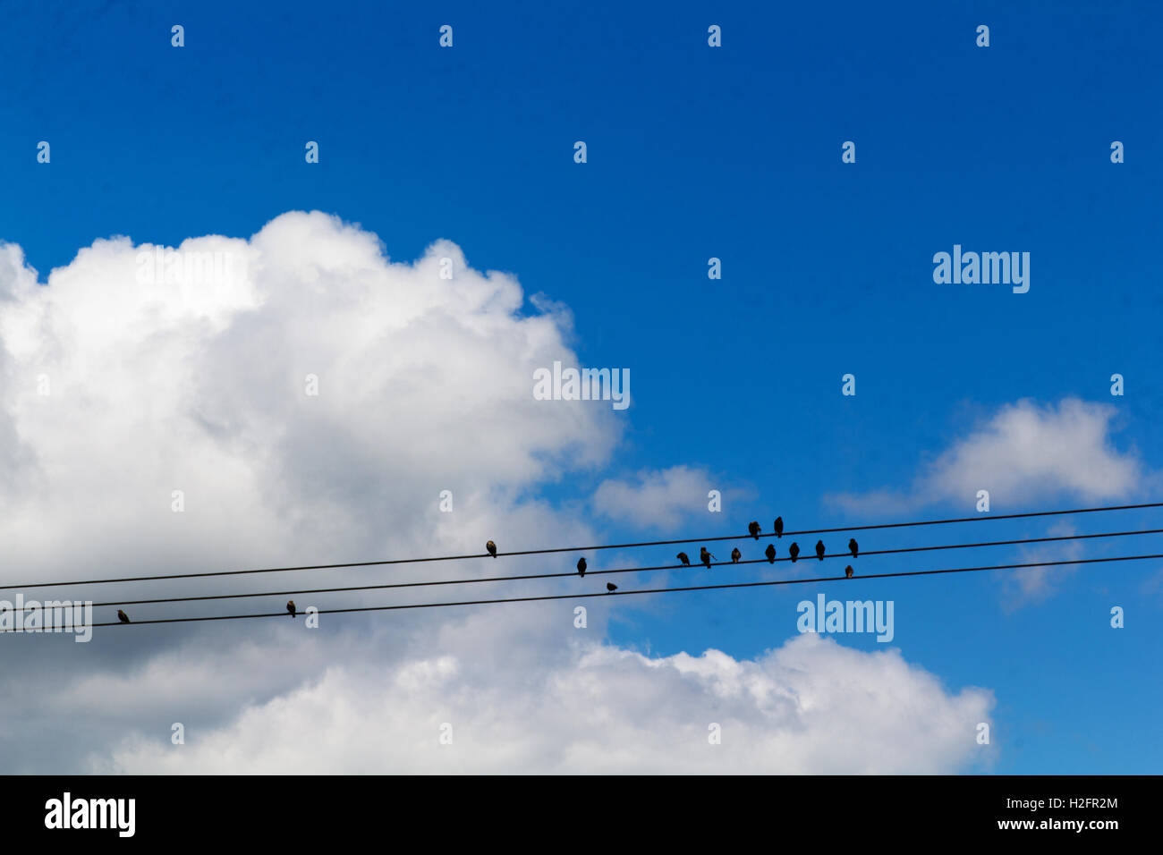 Birds sitting on wires against a blue sky with clouds Stock Photo - Alamy