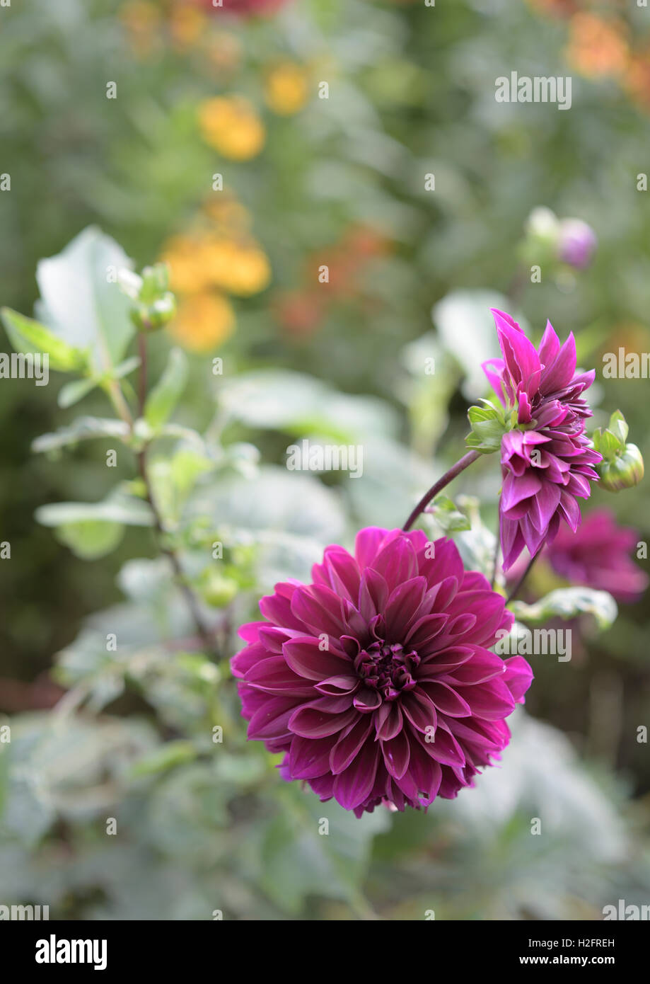 Dahlias Purple High Resolution Stock Photography and Images - Alamy