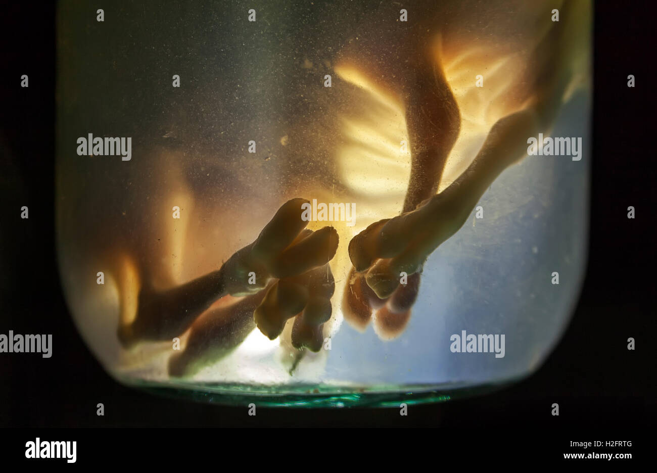 Animal embryos in formaldehyde Stock Photo