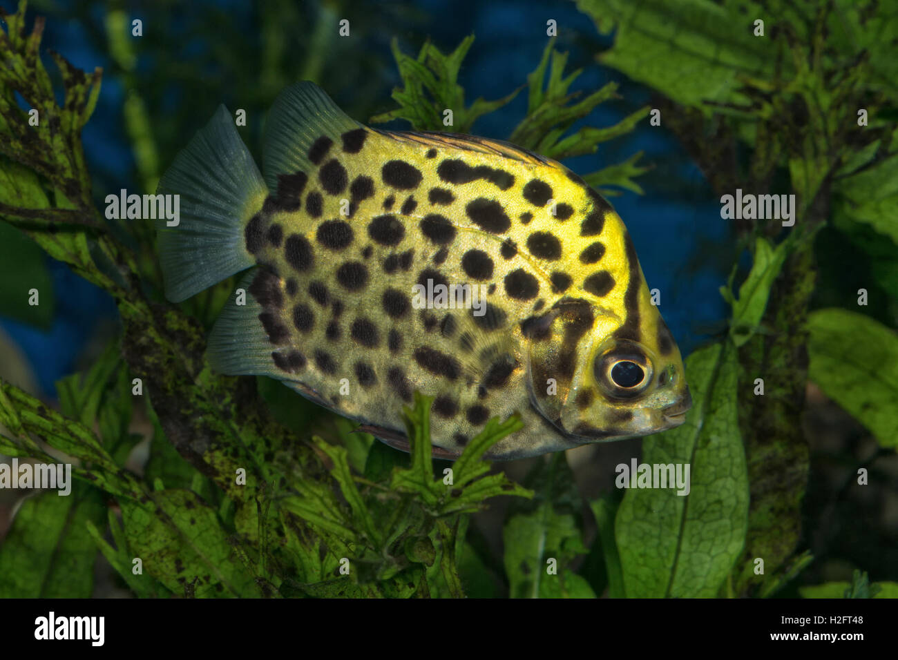 Portrait (Scatophagus argus) fish in planted aquarium Stock Photo