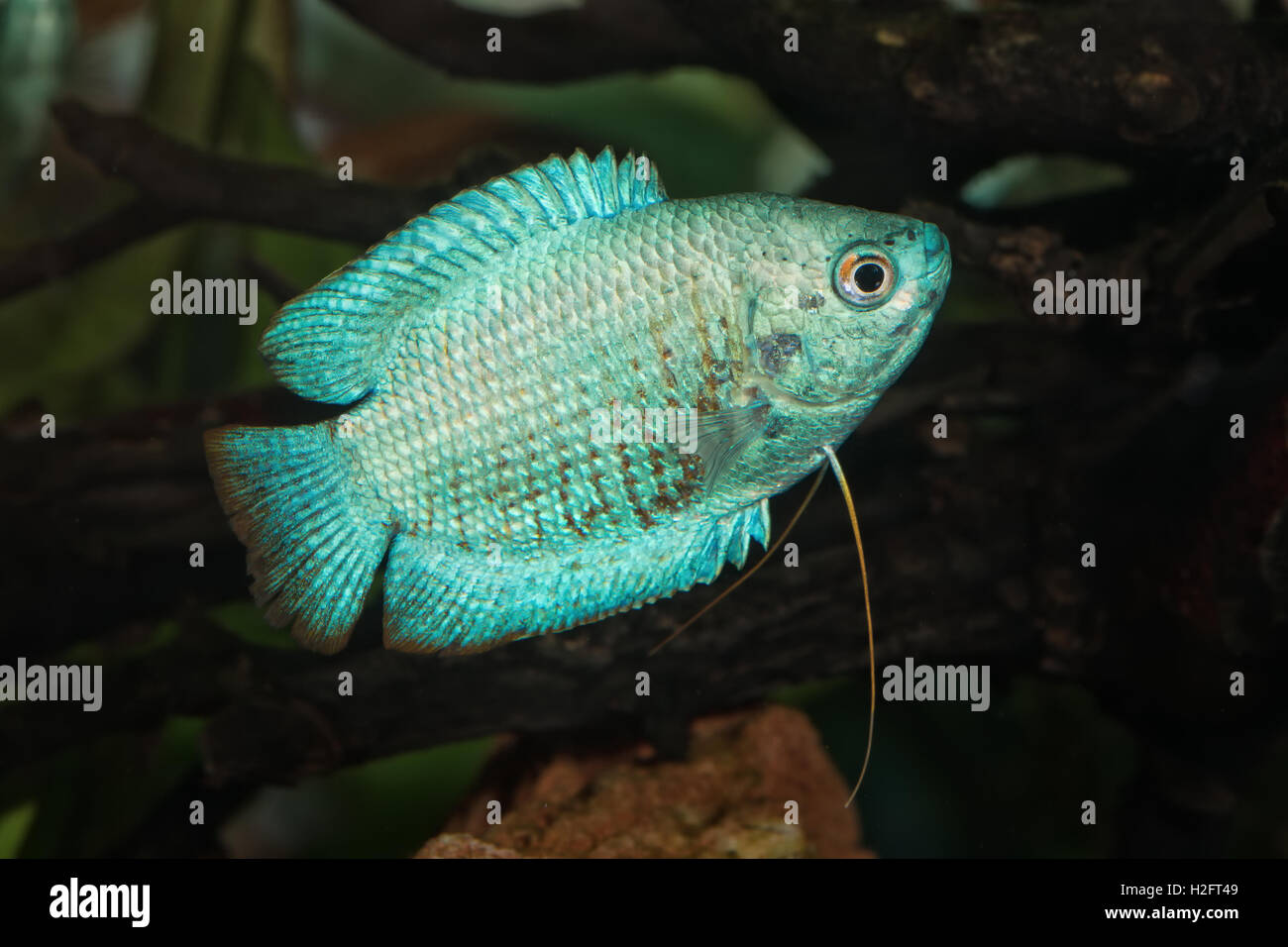 Portrait blue form of fish from genus Trichogaster (Colisa) in aquarium Stock Photo