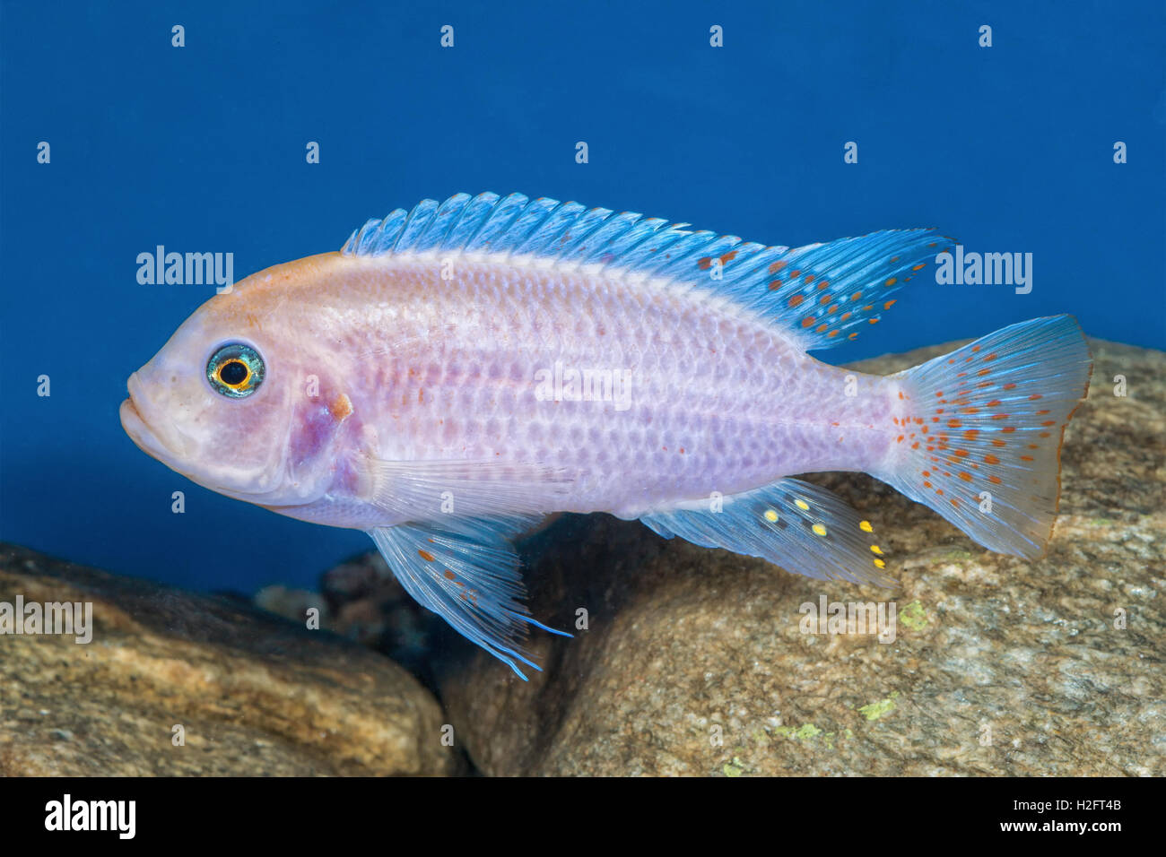 Portrait of freshwater cichlid fish (Maylandia zebra) in aquarium Stock Photo