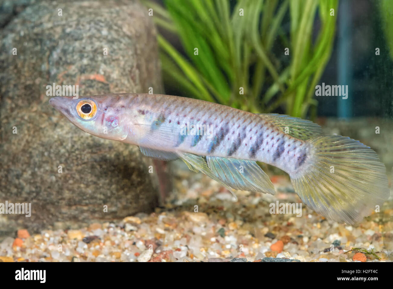 Portrait of freshwater fish (Epiplatys spilargyreius) in aquarium Stock Photo